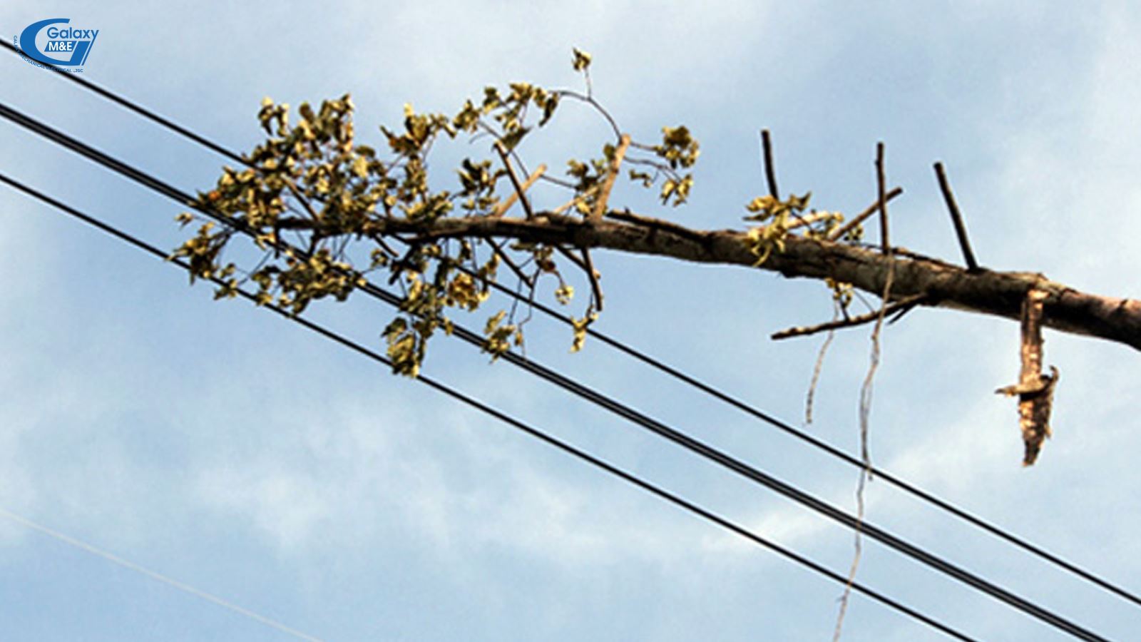 Absolutely do not plant trees within the protection of high tension power lines.